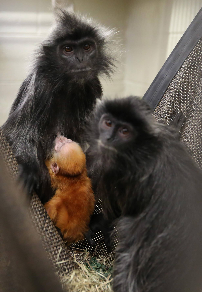 Photo: Amy Smotherman Burgess/Zoo Knoxville